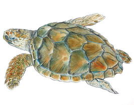Loggerhead Sea Turtle Printed Vinyl Decal Sticker for Car/Truck Laptop o... - $6.95+