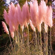 1 Starter Plant Pink Pampas Grass (Cortaderia selloana) Live Plant - $19.49