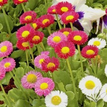 FA Store 400 English Daisy Mix Flower Seeds European Wildflower Early Blooms Gro - £7.07 GBP