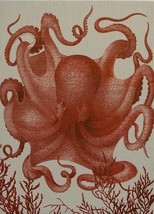 Wall Art Print 19th C Octopus III 39x54 54x39 Coral Pink Linen Unframed - £482.61 GBP