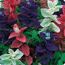 40 Salvia Marble Arch Mix Flower Seeds Perennial Deer &amp; Drought Tolerant - $8.35