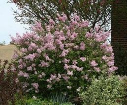 Syringa &#39;josee&#39; - Reblooming Lilac - Fragrant - Plant -APPROX 5-7 Inch - £33.46 GBP