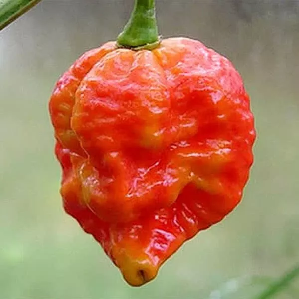 USA SELLER 25 Seeds 7 Pot Infinity Pepper Garden Vegetables Edible Fast ... - $15.25