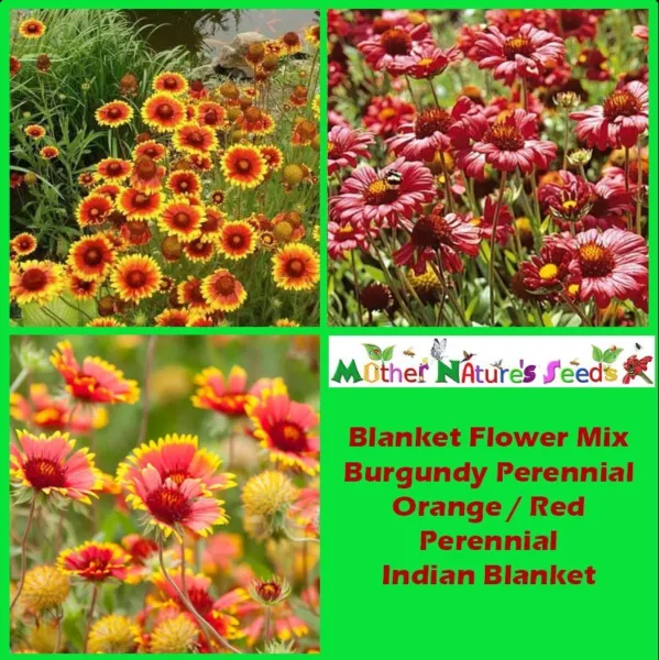 Fresh Blanket Flower Mix Annual &amp; Perennial Hummingbirds Butterflies Non-Gmo 150 - £8.62 GBP