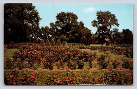 Magnificent Rose Gardens Ektachrome Postcard VTG parks Minn 1950s flowers - £3.82 GBP
