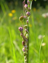 Ornamental Quaking Grass Brixa Maxima 100+ Seeds – Elegant Garden Accent - £8.69 GBP