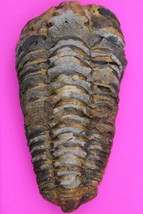 Trilobite Fossil 450 Million Years Old Morroco Guaranteed Real Dino Girl... - $570.90 MXN