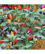 MBK 10 Boxelder Tree Seeds Fast Ship - €11,22 EUR