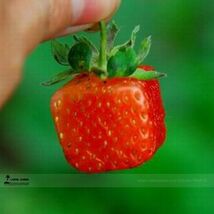 New Variety St Square Red Strawberry F1 Seeds 100 Seeds - $7.99