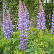 Fast Ship USA Seller Lupinus Polyphyllus Blue Bonnet Big-Leaved Lupin 10... - £14.44 GBP