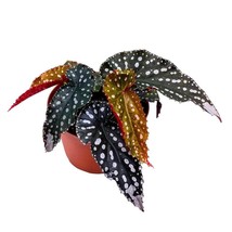 Harmony&#39;s Little Cutie Angel Wing, 6 inch Cane Begonia Huge Silver Tip P... - £52.02 GBP