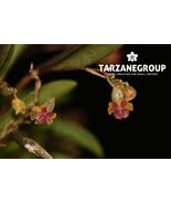 LEPANTHES MARIPOSA MINIATURE ORCHID POTTED - $53.00