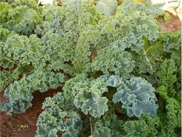 Kale, Dwarf Siberian, 25 Seeds, Non-GMO, Great for Salads, STIR Fry - £1.24 GBP