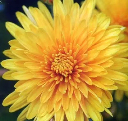 500 Yellow Chrysanthemum Morifolium Flower Seeds Fresh - £8.01 GBP