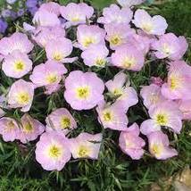 FREE SHIPPING 2000 Showy Evening Primrose Seeds Pink Ladies Amapola Mexican - £9.43 GBP