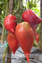 Korean Long Tomato Seeds Pack 300 Seeds Organic Vegetables Seed #Lg00012 Garden  - $9.16