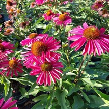 US Seller 50 Kissmet Raspberry Coneflower Seeds Echinacea Flower Flowers... - £7.13 GBP