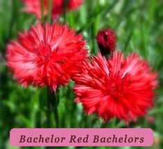 0371 bachelor red bachelors pop thumb200