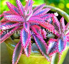 Purple Bromeliad Tillandsia Bulbosa Air Plant Very Lazy Plants Bonsai 50 Seeds G - £8.75 GBP