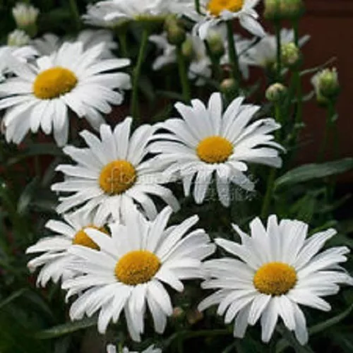 50 Shasta Daisy Crazy Daisy Flower Seeds Leucanthemum Fresh Seeds - £15.52 GBP