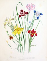 13066.Decor Poster.Wall Room home design.Vintage Flower illustration.Florist art - £12.77 GBP+