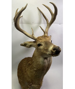 Shoulder Mount 12 Point White Tail Deer Real Antler Buck Doe Taxidermy 72” - £469.87 GBP