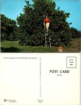 Florida Citrus Fruit Orange Groves Lady in Shorts Long Legs Vintage Postcard - £7.51 GBP