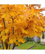 Yellowwood Dogwood Cledrastis Kentukea Tree Seedling Starter Plant 6-12 ... - $88.86