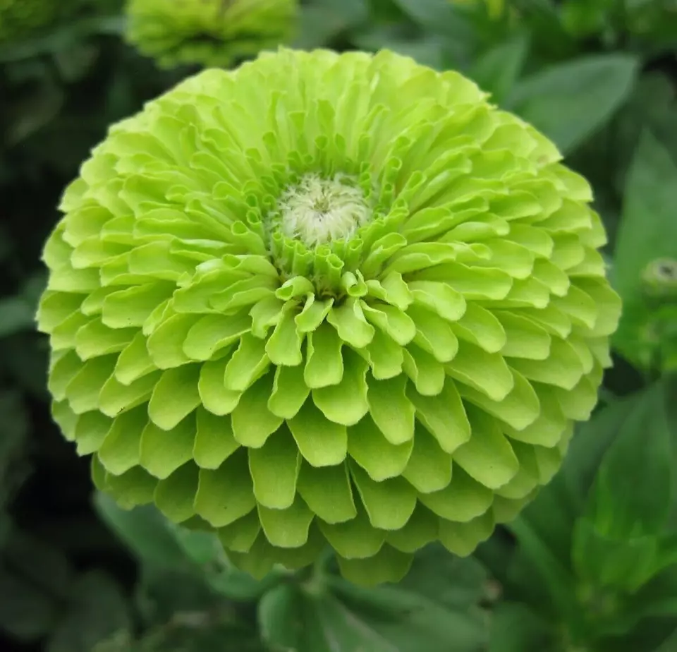 JGBO 100 Green Zinnia Flower Seeds "Envy" Garden Bees Birds Annual Seeds Catalog - $8.78
