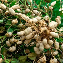 Premium Peanut Seeds - Choose 30/100/200 Qty, High-Yield Cultivar, Perfect for H - £2.00 GBP