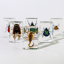 6 Pcs Insect in Resin Specimen Bugs Collection Paperweights Arachnid Res... - $35.78