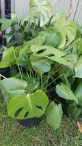 Monstera Deliciosa Swiss Cheese Vine Split Leaf Philodendron 12&quot; tall CU... - $37.08