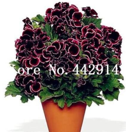 100Seeds Geranium Flower Seeds Black Double Flowers With Dark Red Edge Garden Fr