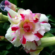 Four Color Double Adenium Desert Rose 2 Seeds Light Yellow Outer Petals With Red - $10.89