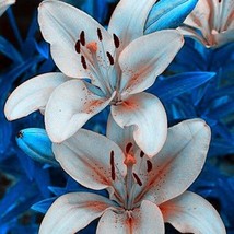 20 Seeds For Silver Gray Lily Rare Flower Bloom - £13.43 GBP