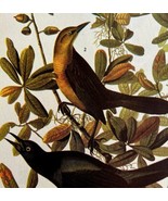 Boat Tailed Grackle Bird 1946 Color Art Print John James Audubon Nature ... - $29.99