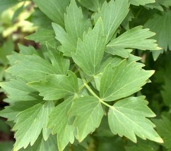 AD Lovage Seeds 200 Perennial Herb Cooking Soups Stew Non Gmo Home Garden - $13.26