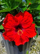 Dark Red Starter Live Plant 5 Inches Tall Exotic Hoochie Coochie Hibiscus - £25.09 GBP