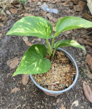 1 Pc Started Plant 3&quot; Pot Golden Pothos Epipremnum Flower Plant | RK - £43.78 GBP