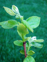 FUYU Persimmon tree seedling  (18-24 inches tall) - $39.95