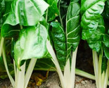 Fordhook Giant Swiss Chard Seeds 100 Seeds Non-Gmo Fast Shipping - $7.99