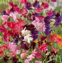 Colorful Climbers Mix Morning Glory Flower Pea Nasturtium 50 Seeds - £9.65 GBP
