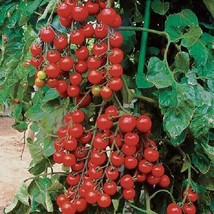 50+ Seeds Sun Cherry Tomato Tomatoe Vegetable Garden Edible Canning From US - £6.91 GBP