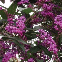 PPA 15+ Seeds Australian Sarsparilla Tree  House Plant-  Garden- Flowers - £5.27 GBP