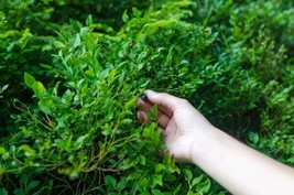 Evergreen Huckleberry {Vaccinium ovatum} 25+seeds  - £6.96 GBP
