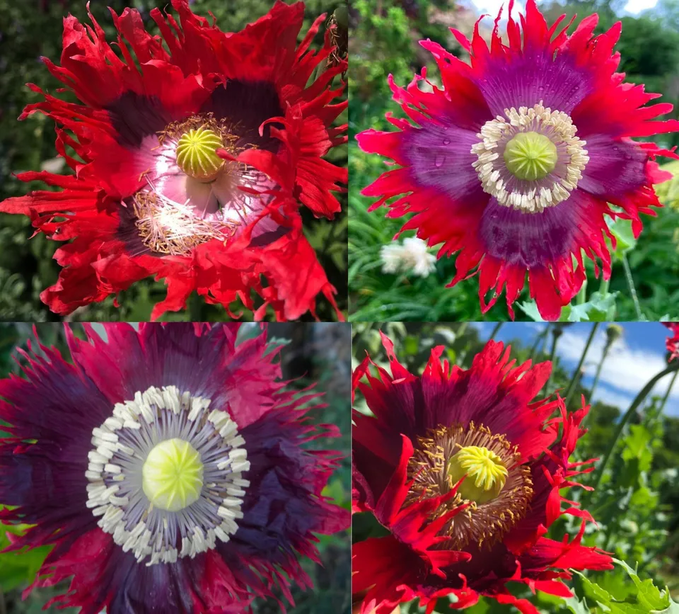 500 Seeds Poppy DRAMA QUEEN Breadseed Frilled Edges Red Purple Flowers Non-GMO - £11.79 GBP