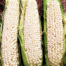 Country Gentleman Sweet White Corn Seeds White Shoepeg Openpollinated Untreated  - $7.90