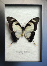 Eurytides Dolicaon Kite Swordtails Real Butterfly Entomology Collectible Display - £39.28 GBP