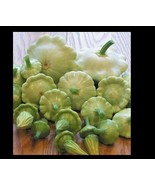 FMG Bennings Green Tint Summer Squash 10 100 Seeds Patty Pan Prolific Sc... - $261.05 MXN