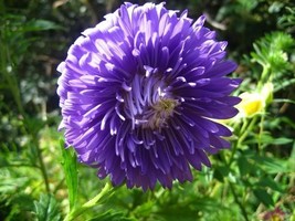 BStore 30 Seeds Duchess Dark Blue Paeony Aster French Peony Callistephus FlowerA - £7.44 GBP